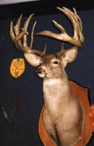 NY Record